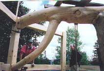 Timber Framing - Naturally formed pieces 