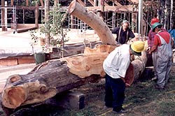 Timber Framing - Incorporating a tree into the frame