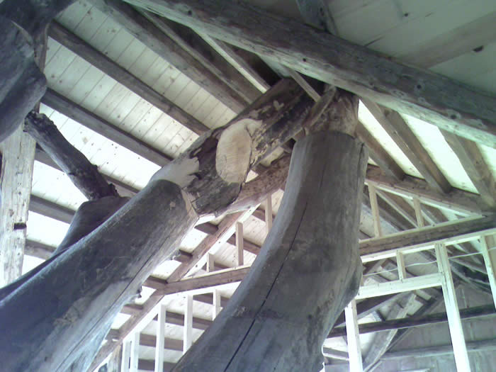 Close up of the tree