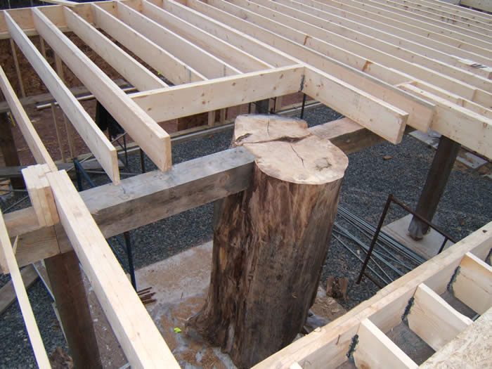 The tree base