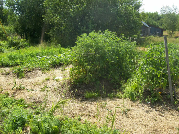 Shavings & saw dust on the garden